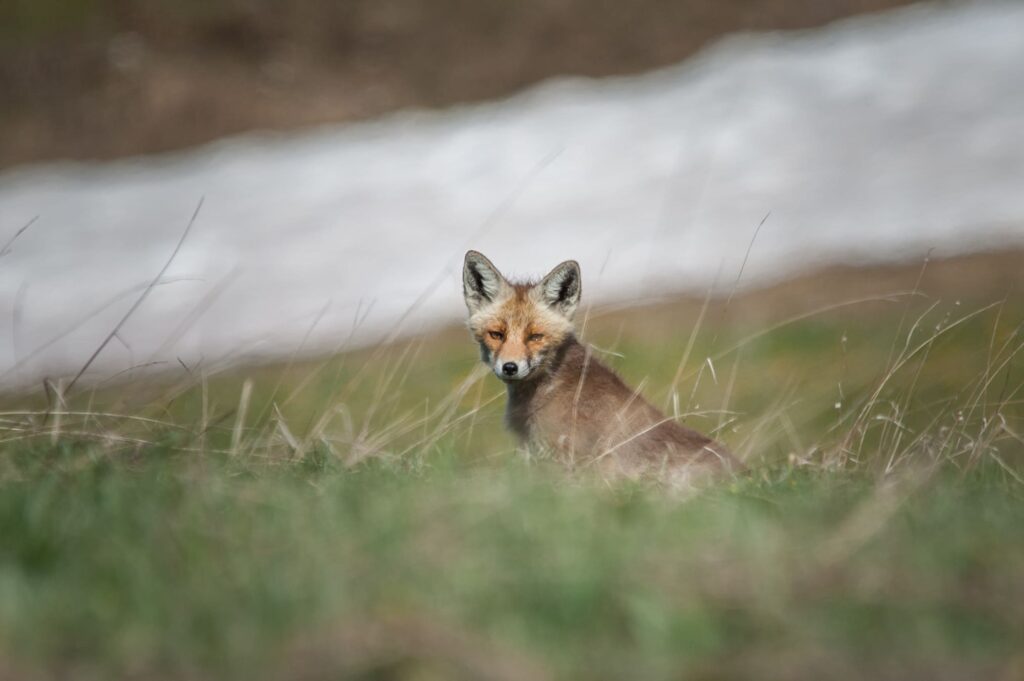 Randonnée d'observation des animaux _DSC6889 copie 2