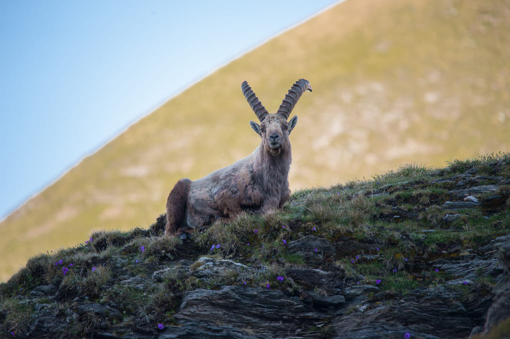 Tour des glaciers du Mont Pourri _DSC7218
