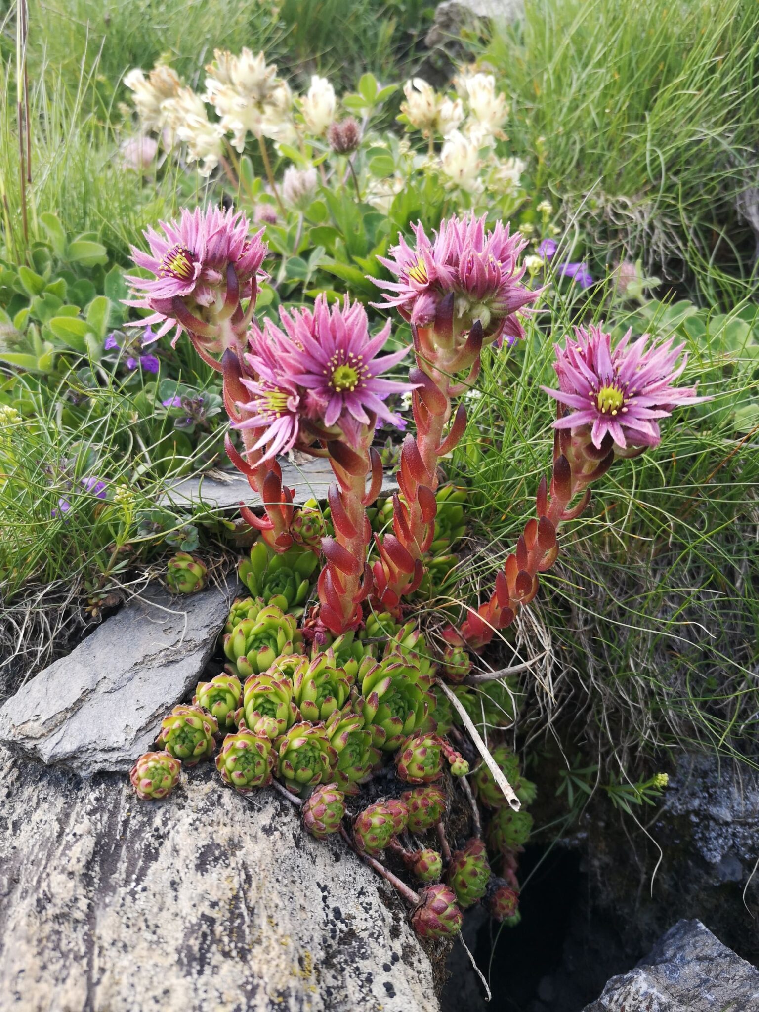 Tour des glaciers du Mont Pourri Traversee Sauvage Vanoise7
