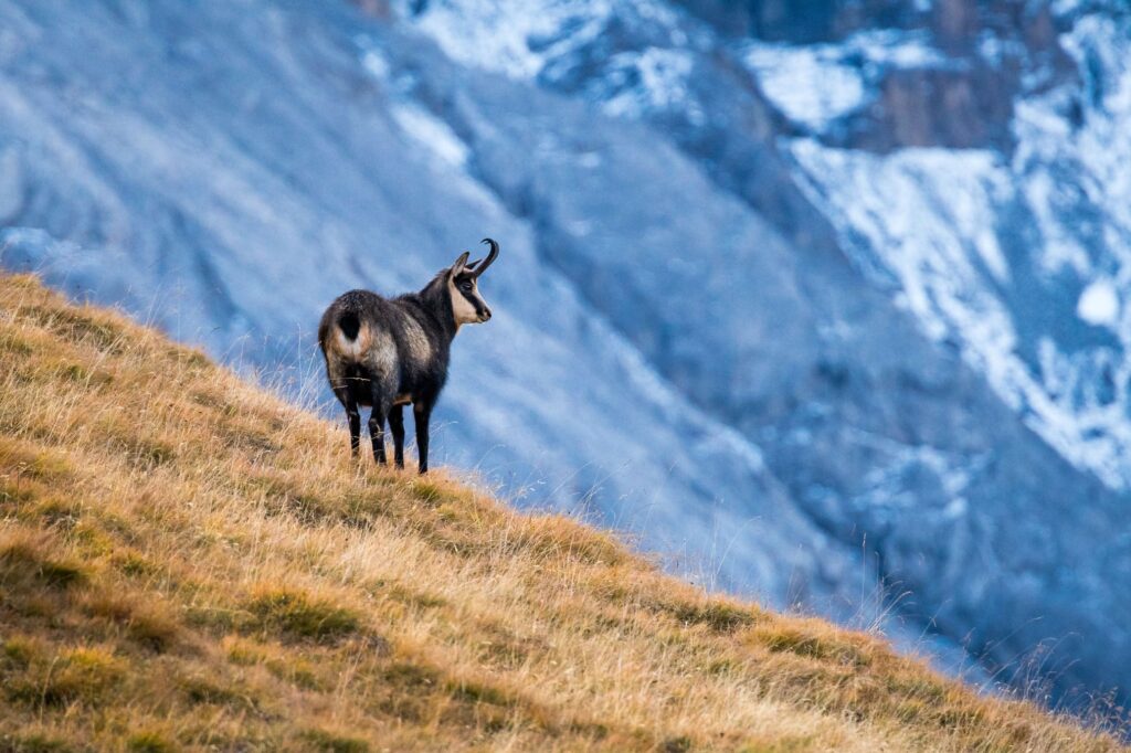Randonnée d'observation des animaux AdobeStock_297782652 copie