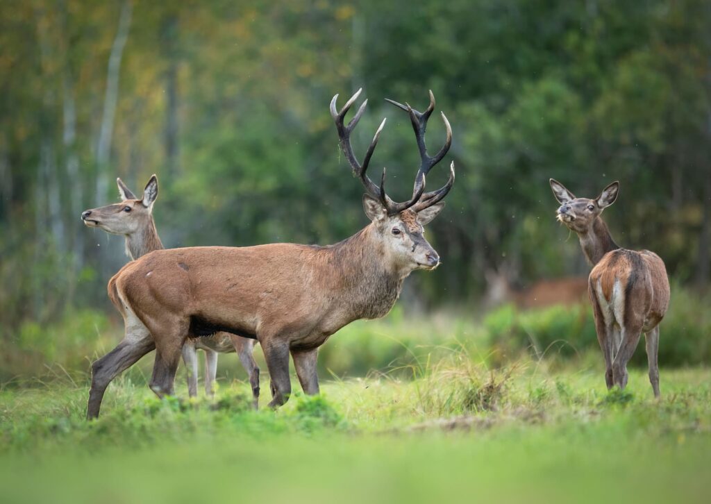 Randonnée d'observation des animaux AdobeStock_473205611