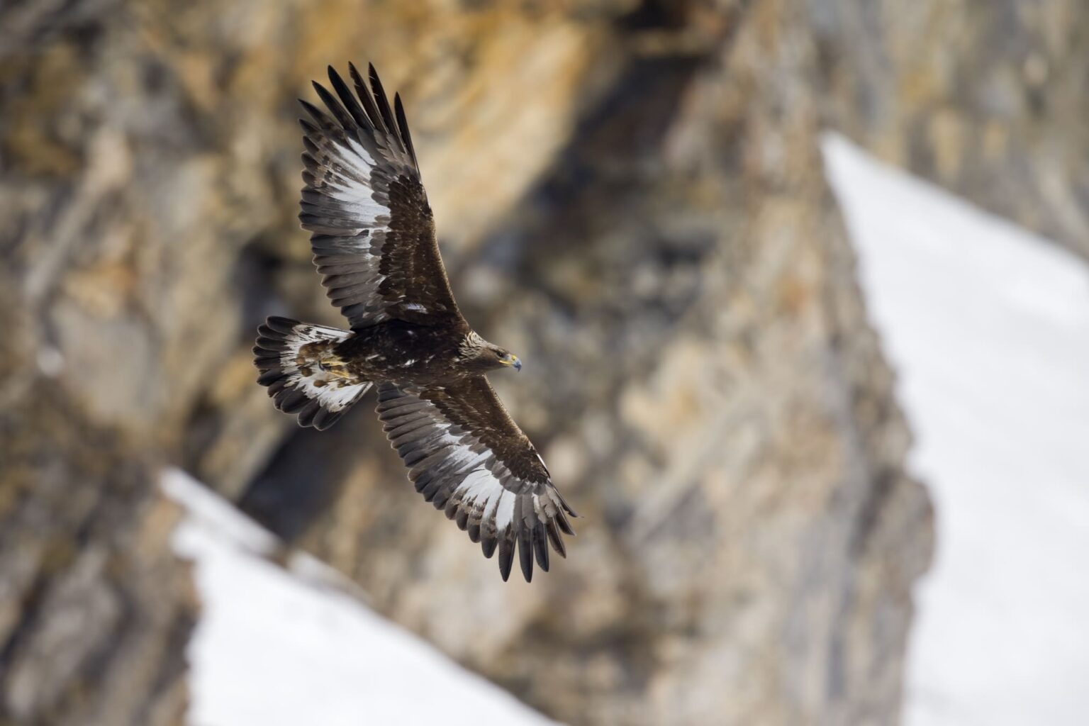 Raquettes observation animalière aigle royal