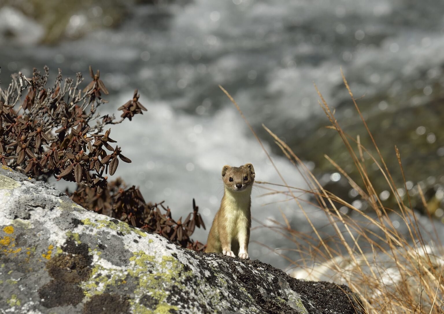 Séjour rando et photo paysages et faune sauvage hermine