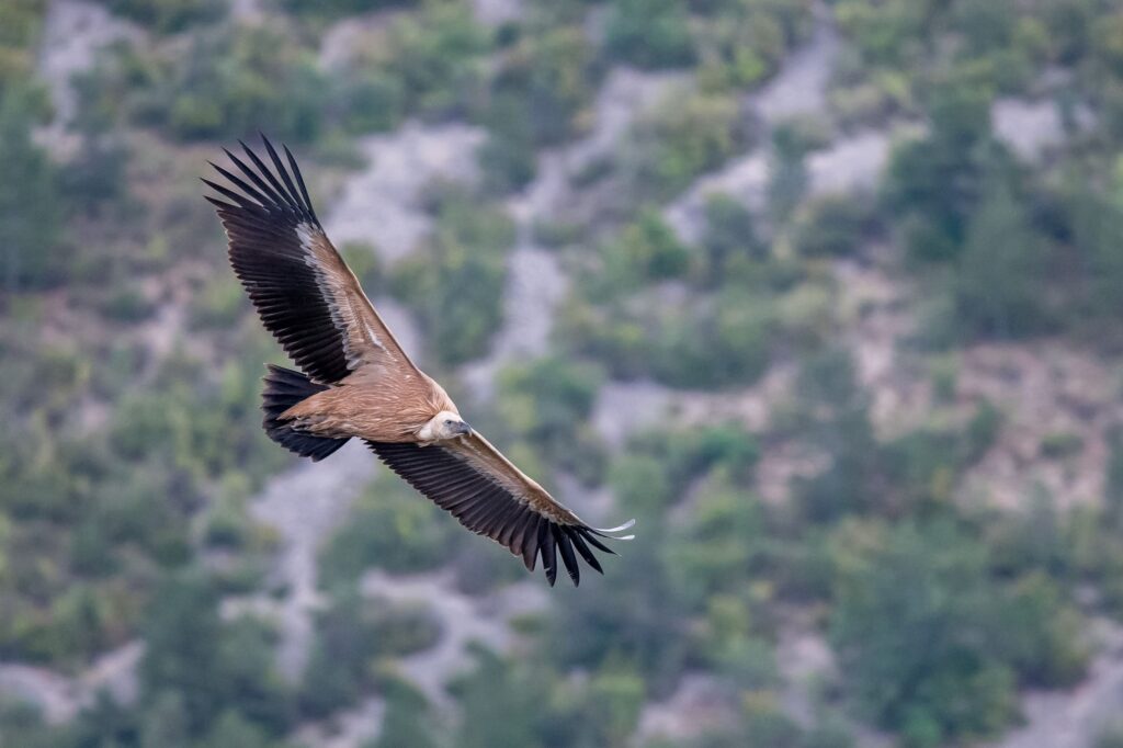 Randonnée d'observation des animaux vautour fauve