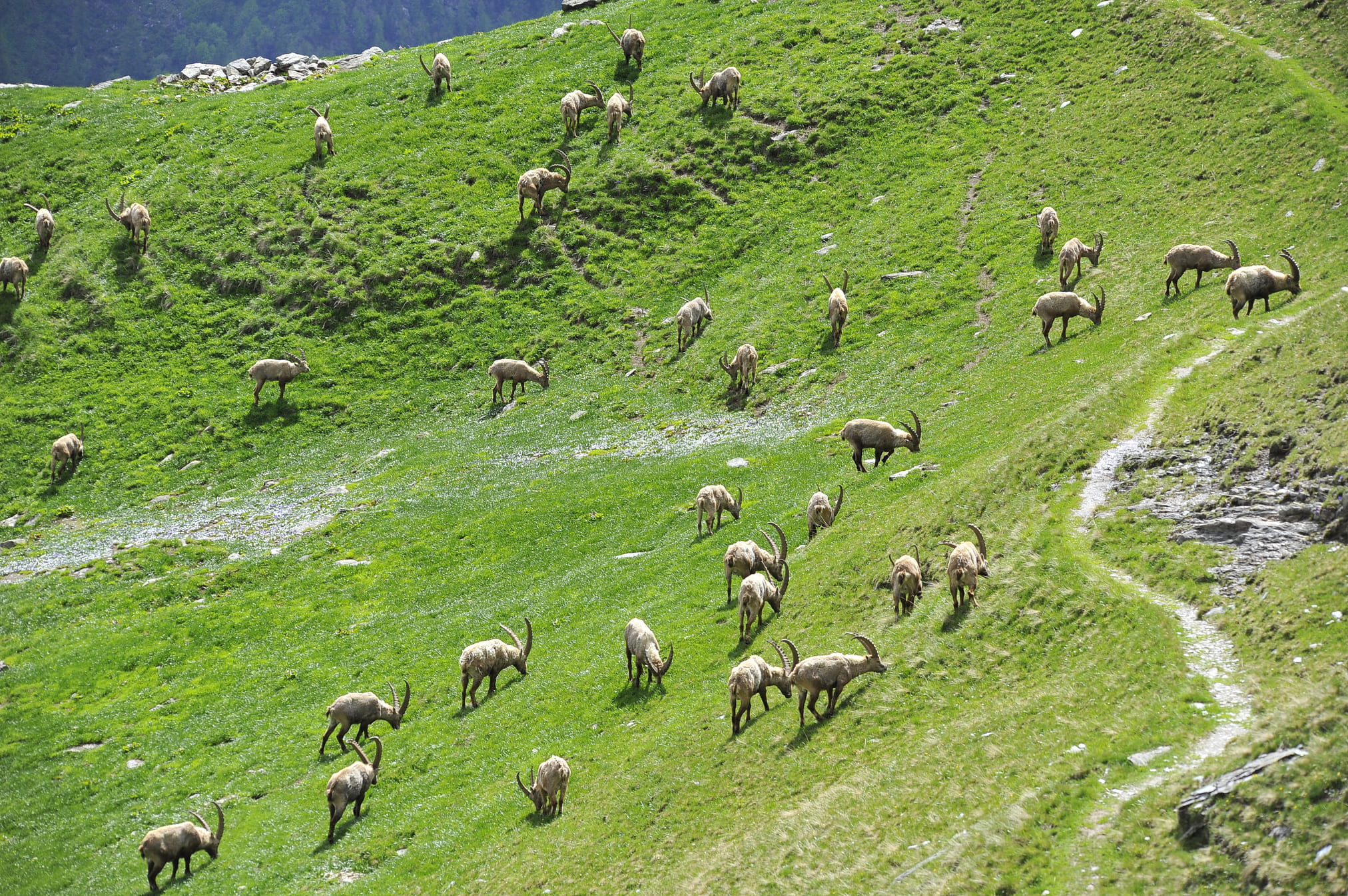 Harde de Bouquetins dans le massif de la Vanoise à proximité du refuge du Mont pourri