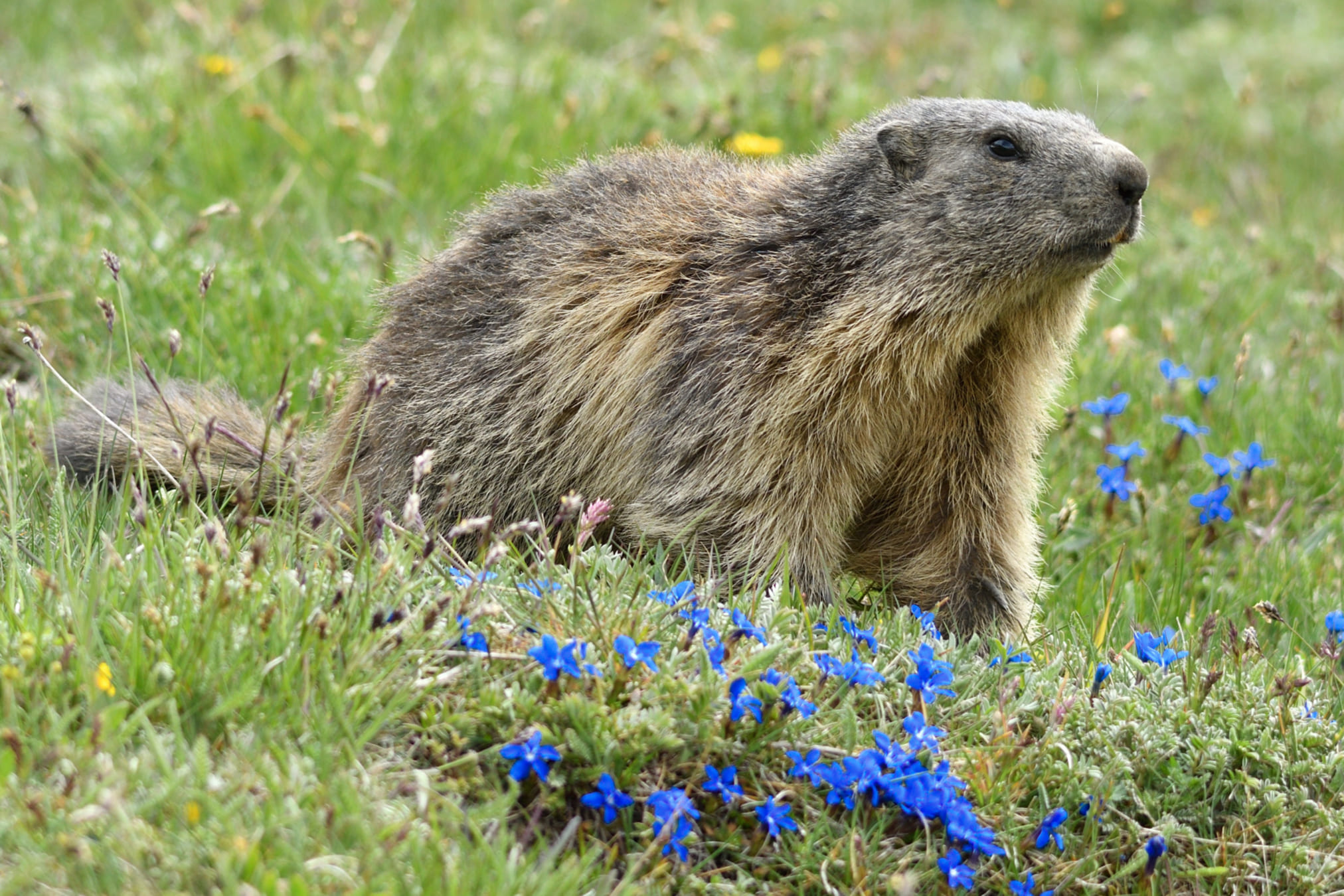 Marmotte et gentianes printanière