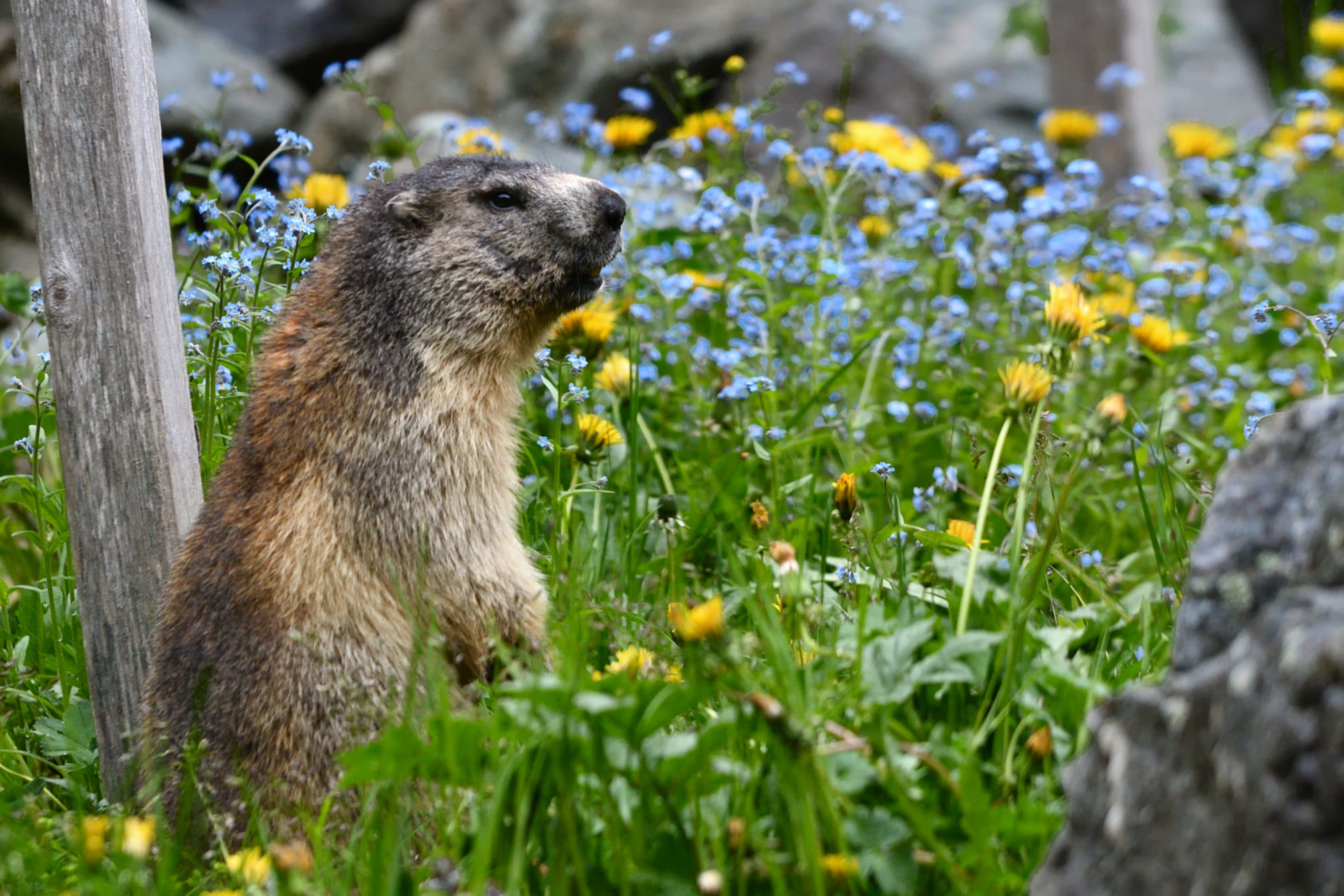 marmotte sur le tour du Mont Blanc