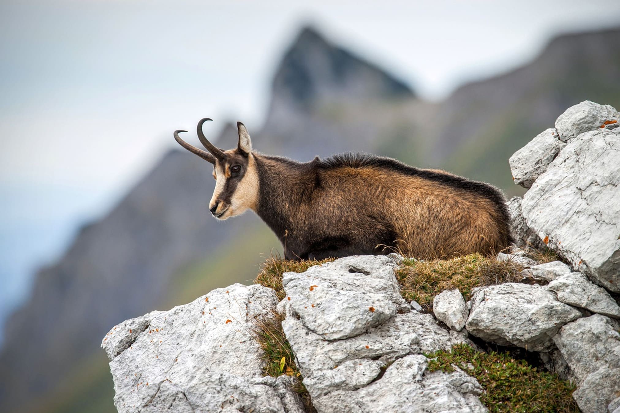 Tour des glaciers du Mont Pourri un Chamois paisible dans le parc national de la Vanoise