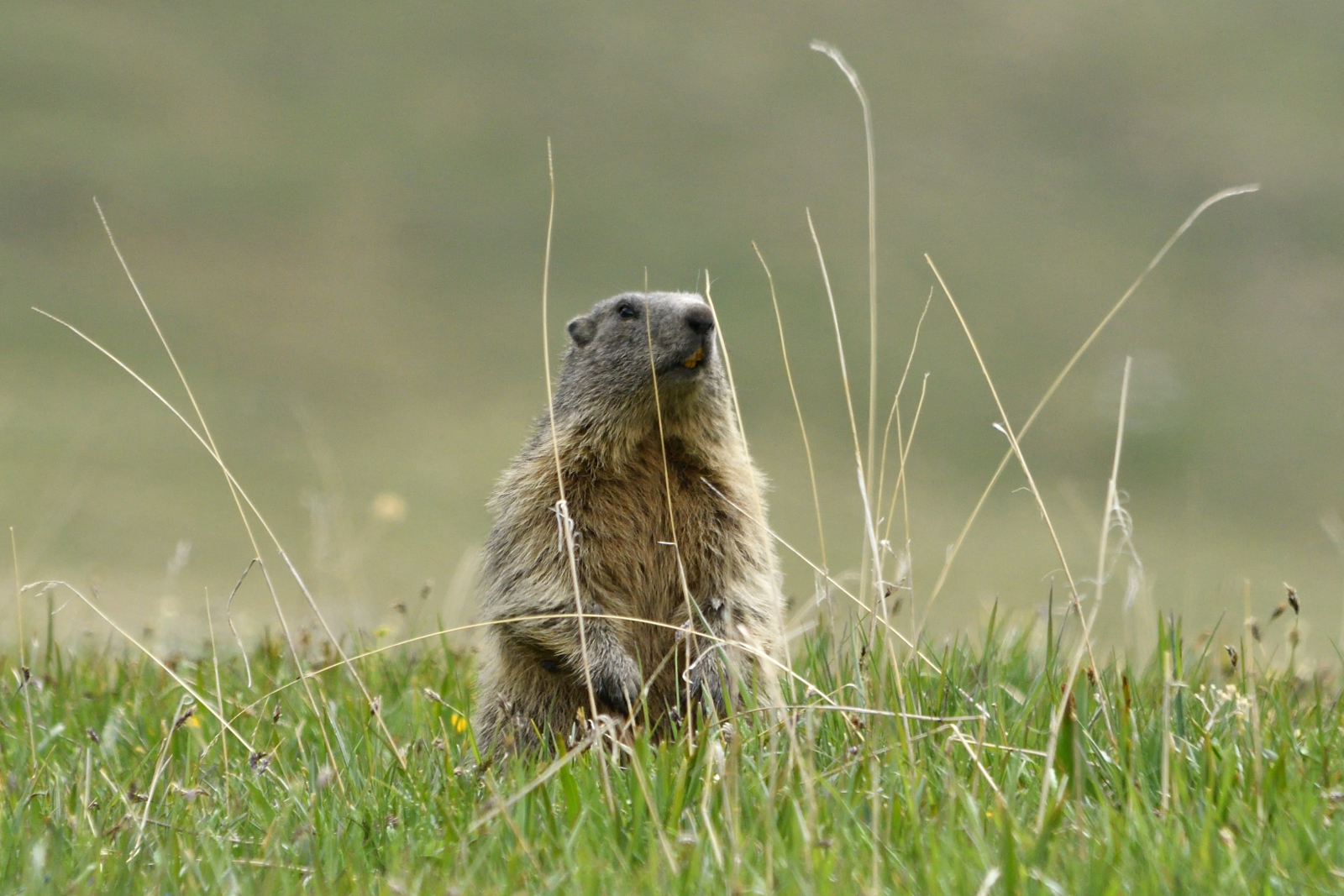 marmotte dans le massif du Beaufortain