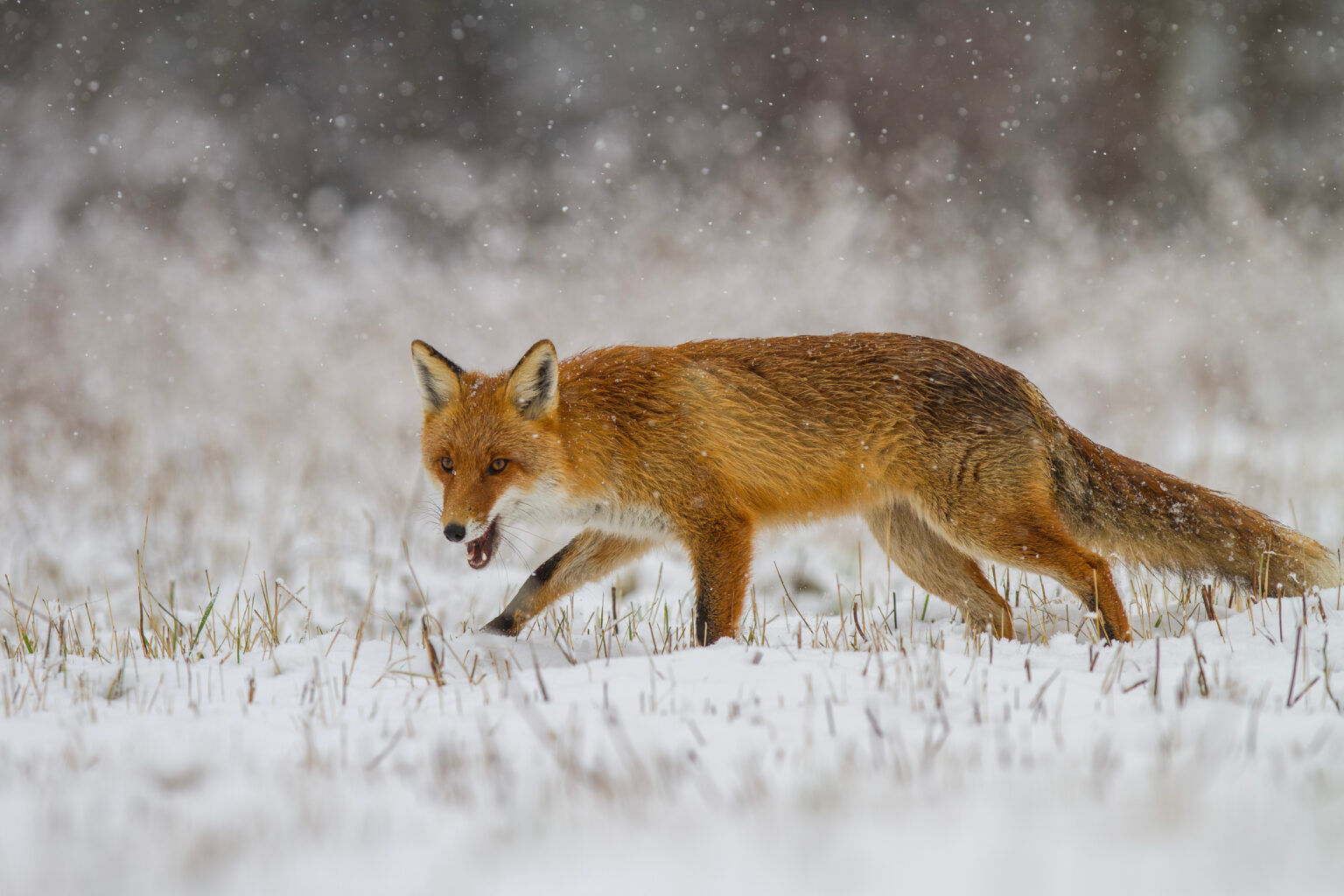 Lis rudy, lis pospolity, Vulpes vulpes, zimą w padającym śniegu