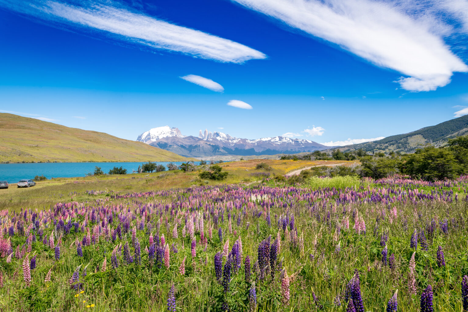 wild flora in Torres del Paine National Park, in Chilean Patagonia. High quality photo